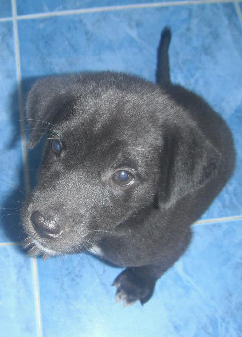 phangan puppy pac donation family home