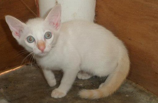 pac VET PET DOnation volunteer help looking seeking searching family home pahgan animal care